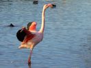 Greater Flamingo (WWT Slimbridge November 2013) - pic by Nigel Key